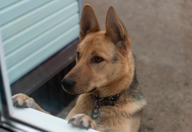 A dog with a sad expression looks curiously out of the window of the house.