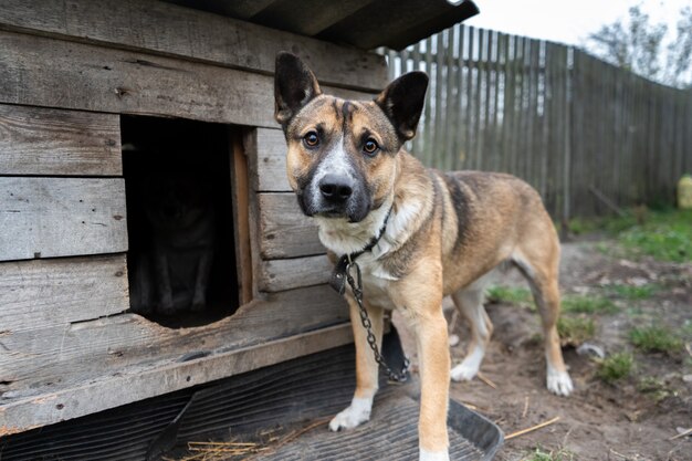 写真 犬小屋の近くのチェーンに座っている悲しい目をした犬