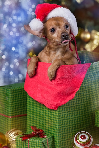 写真 家でサンタの帽子をかぶった犬