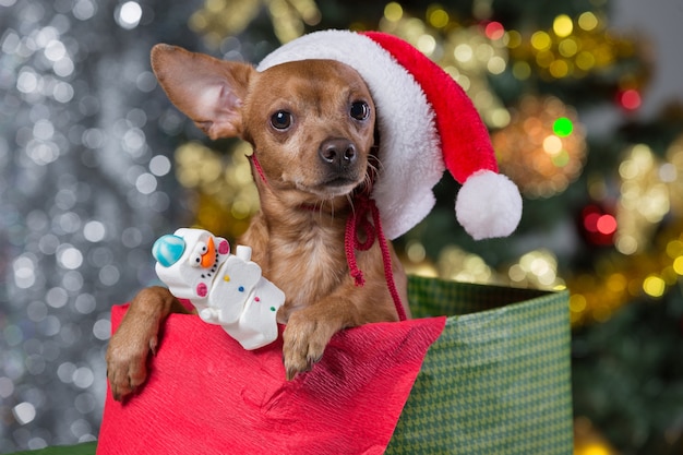 写真 家でサンタの帽子をかぶった犬