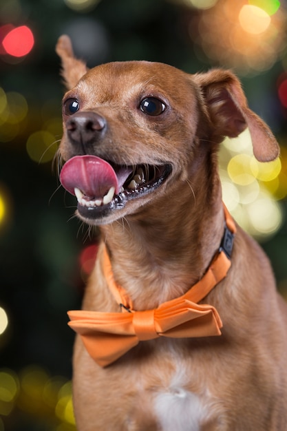 家でサンタの帽子をかぶった犬