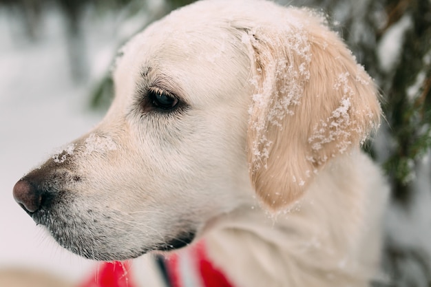 A dog with snow on his nose and ears sits in a snowy forest under a tree