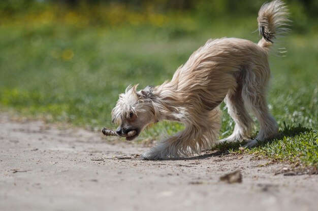 Photo a dog with a stick in its mouth