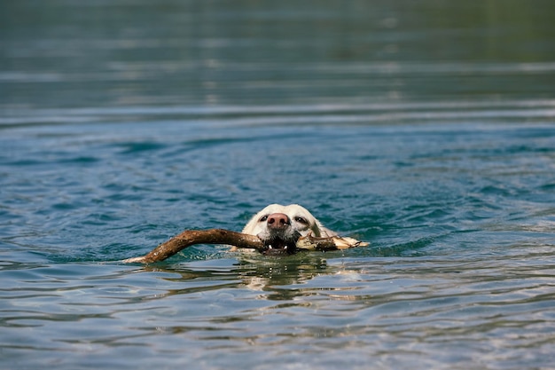 湖で泳ぐ棒を持った犬