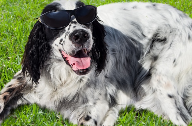 緑の芝生にサングラスをかけた犬