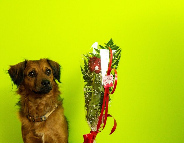 Foto un cane con una faccia sorpresa riceve il giorno di san valentino un bouquet di rose con amore