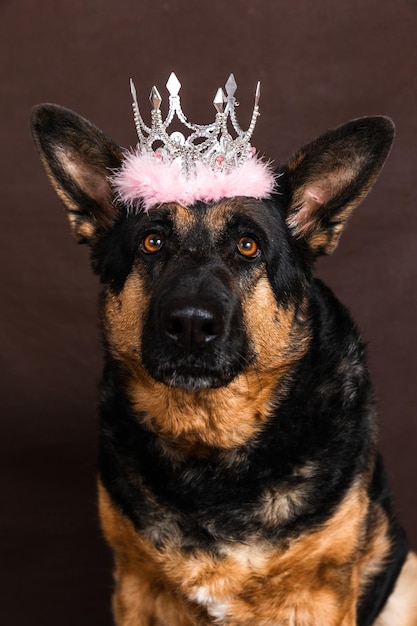 Photo a dog with a tiara on its head