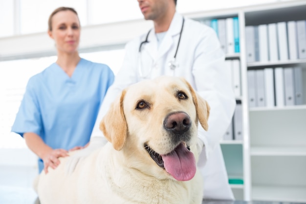 Dog with veterinarians