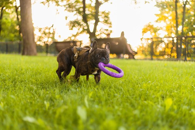 Photo a dog with walking on a grassy field