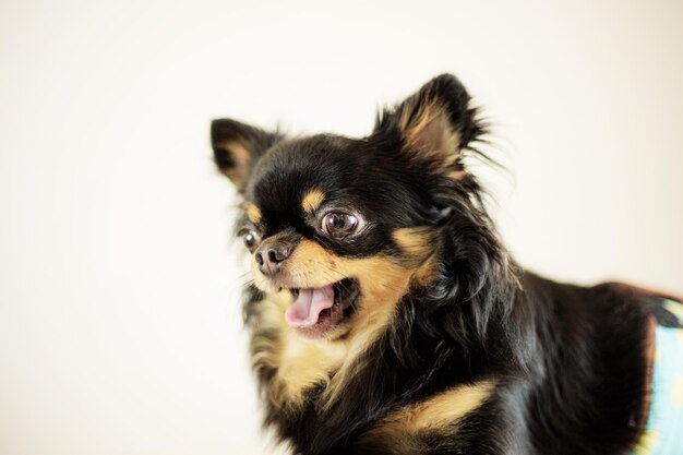 Dog with a white background