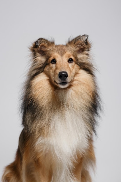 Foto un cane dal petto bianco e dal pelo nero