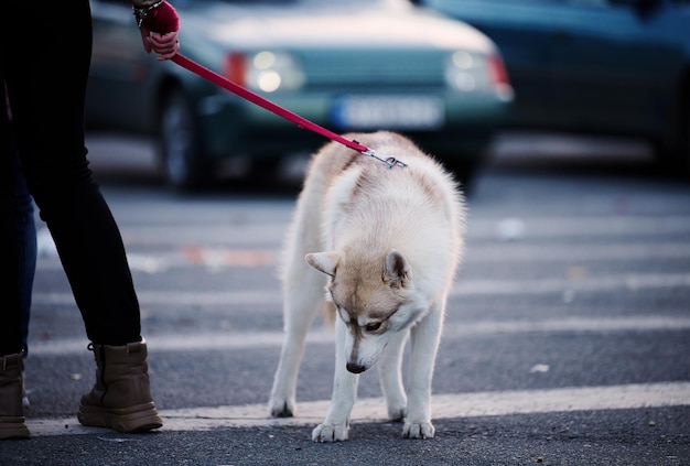 Dog with white hair on a leash walking down the street