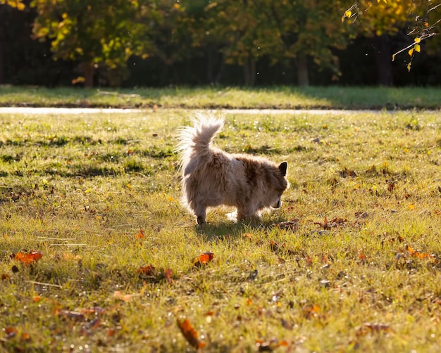 Dog without an owner is dirty and homeless