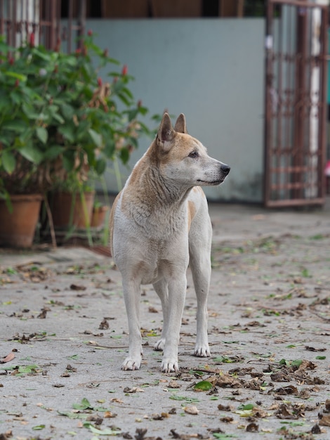 A dog without owner looking something