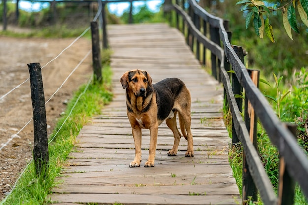 Dog on a wooden path in nature