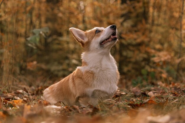 Photo a dog in the woods looking up