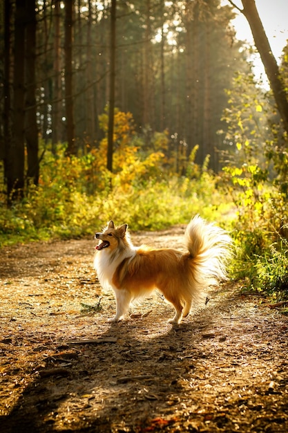 森の中の犬 自然の森の中のシェルティ