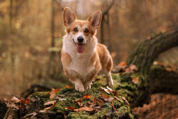 Photo a dog in the woods with the word corgi on it