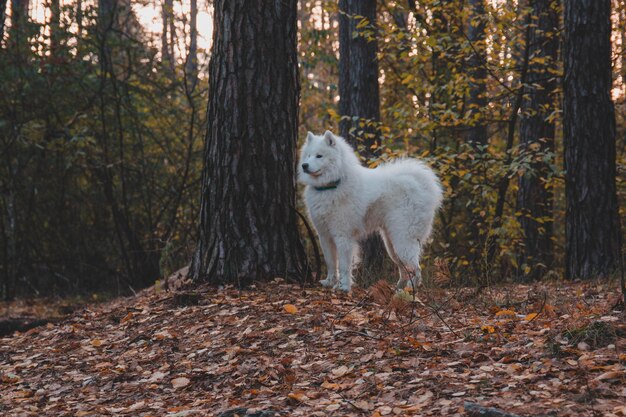 Foto un cane nel bosco