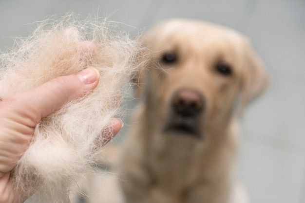 Dog wool close up.