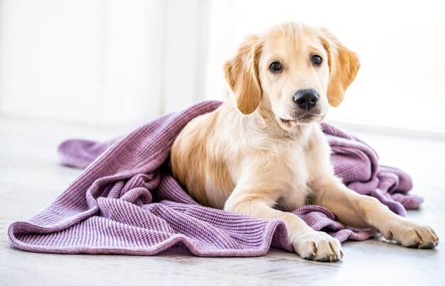 ベッドカバーに包まれた犬