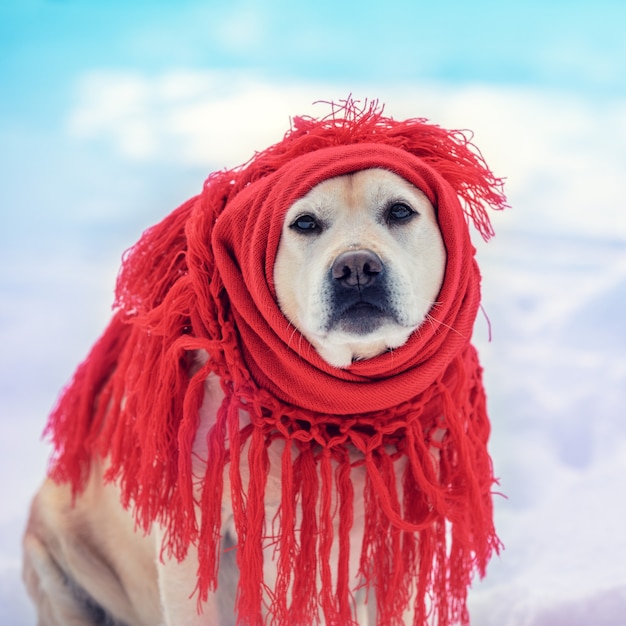 Foto cane avvolto in uno scialle rosso seduto all'aperto in inverno nevoso