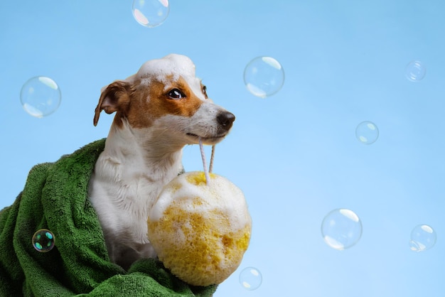 Photo dog wrapped in a towel among soap bubbles pet grooming concept copy space place for text