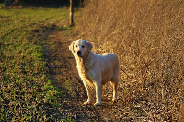 Dog in the yard