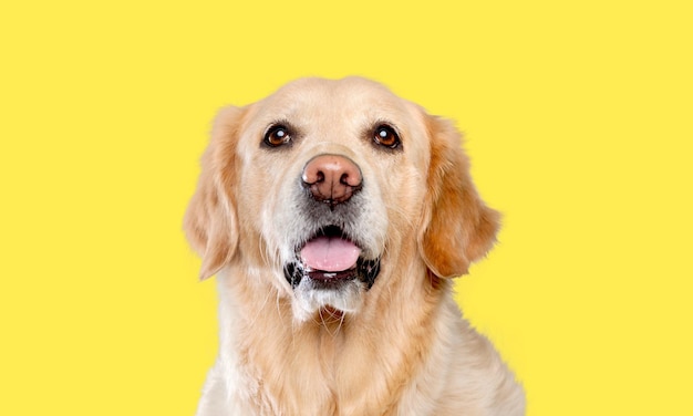 Dog on a yellow background