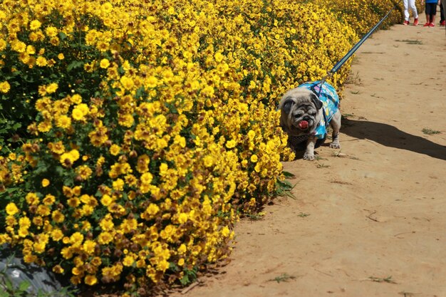 Dog on yellow flower