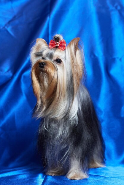 Dog yorkshire terrier on a blue background