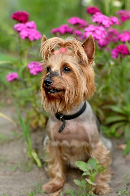 Dog yorkshire terrier op het groene gras in de buurt van de bloemen van frambozenkleur