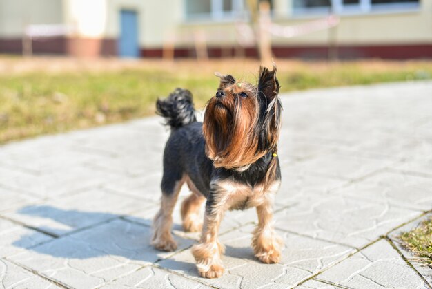 Dog yorkshire terrier walking on the street
