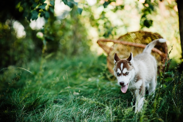 犬