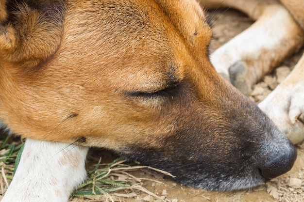 犬