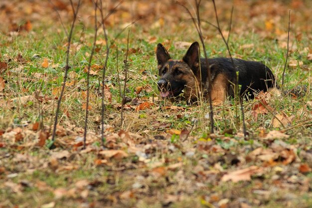 その犬