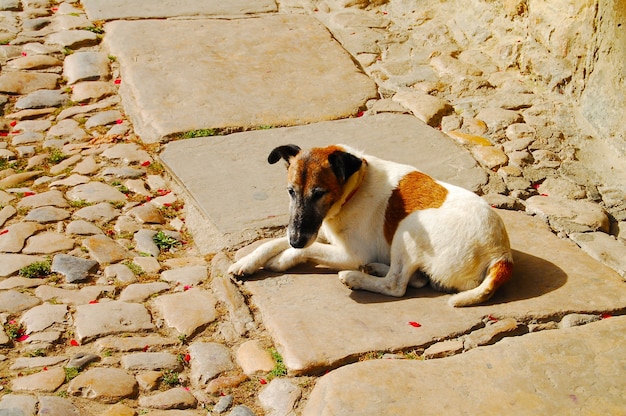 写真 犬