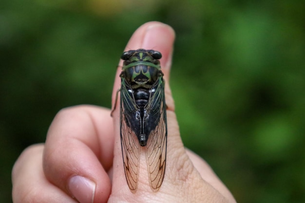 Photo dogday cicada on the persons finger
