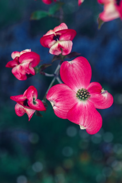 Foto fiore di fiordaliso