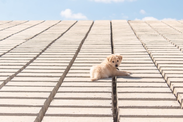 岸のレンガの上で休んでいる犬。