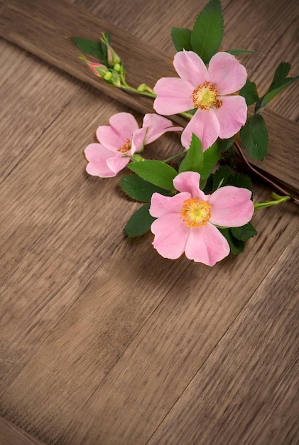 Dogrose flowers Empty blank postcard Pink rosehip flowers lie on a wooden board