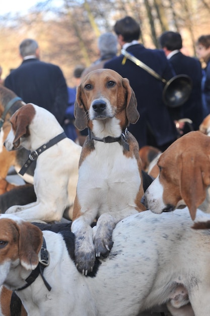 Foto cani contro persone all'evento