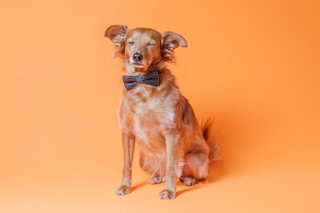 Dogs against yellow background