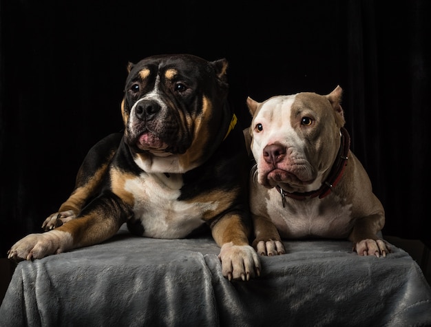 Dogs of American Bully breed on a black background