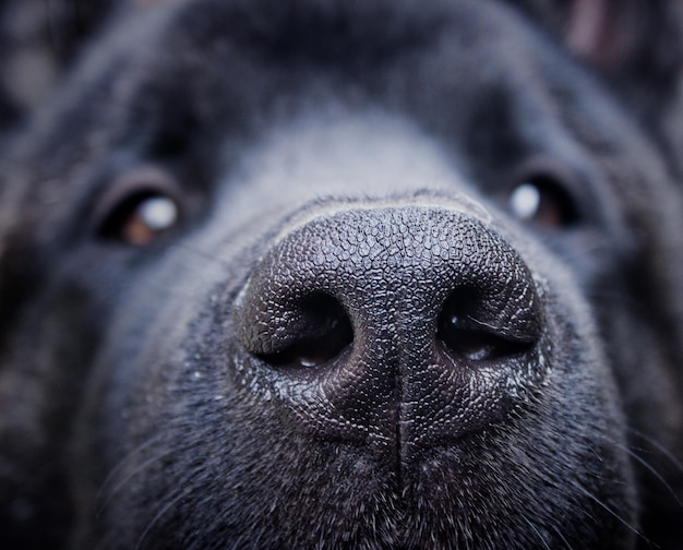 Photo dogs americanakita akita dog