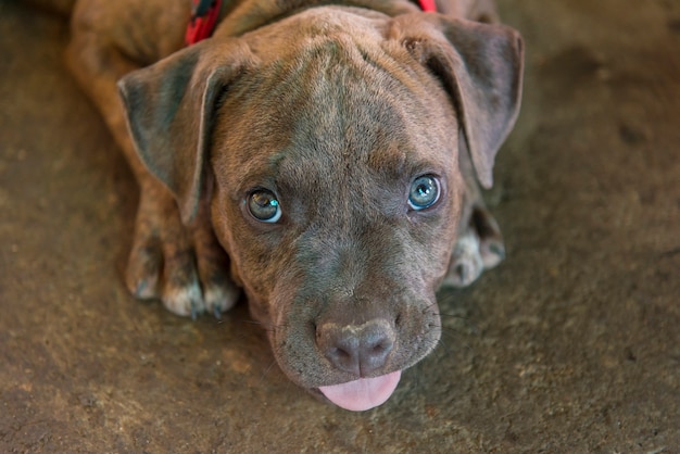 Foto i cani sono felici e sorridenti