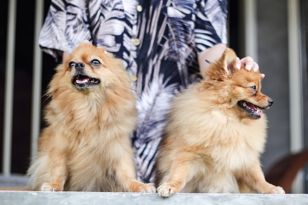 写真 犬はオーナーを探しています。