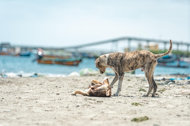 犬は海の砂浜で遊んでいます