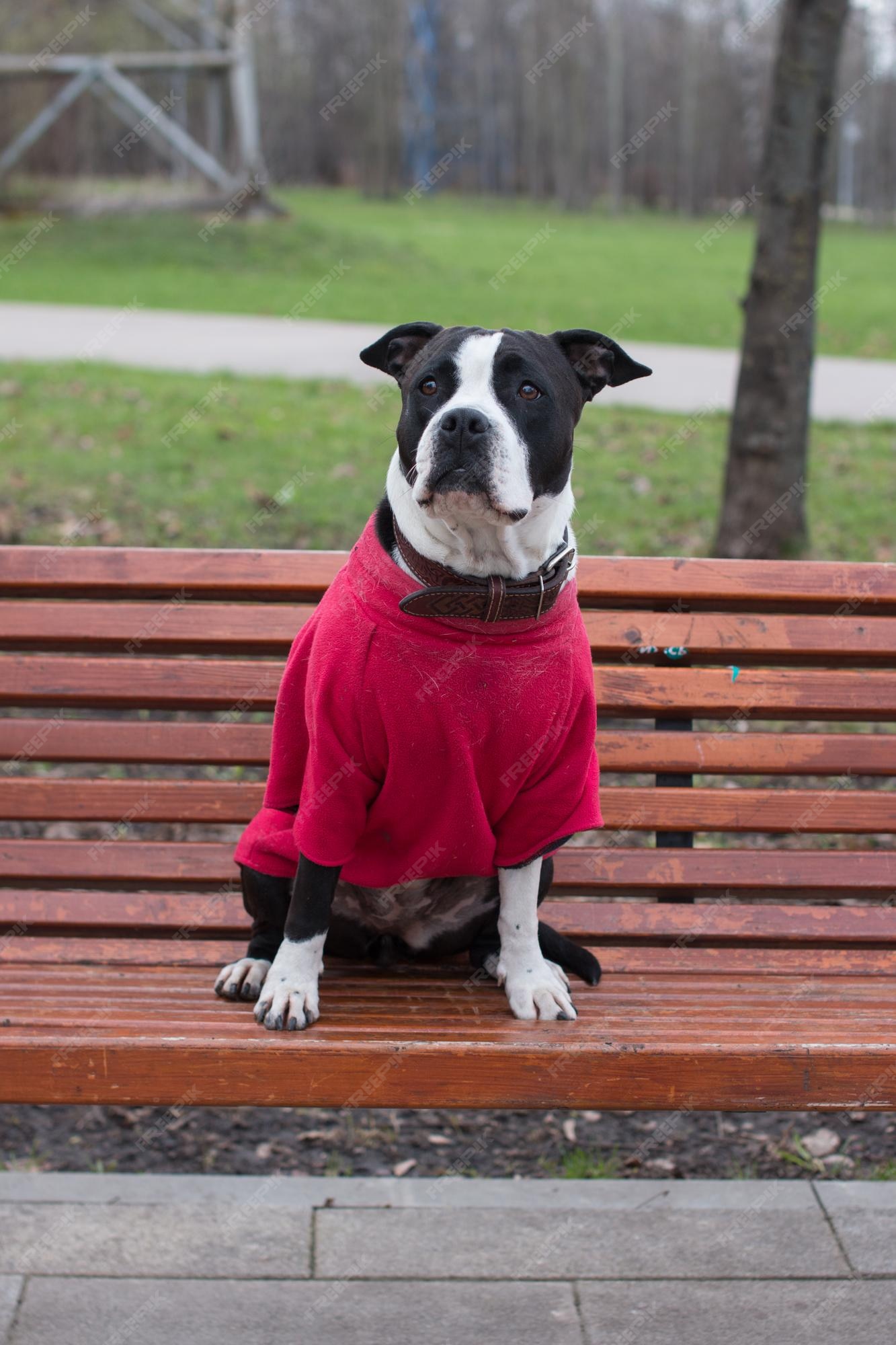 Premium Photo | Dogs are sitting on a bench in clothes walking in the park  with an animal