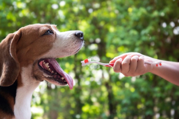 犬は歯磨きの準備を待っています。